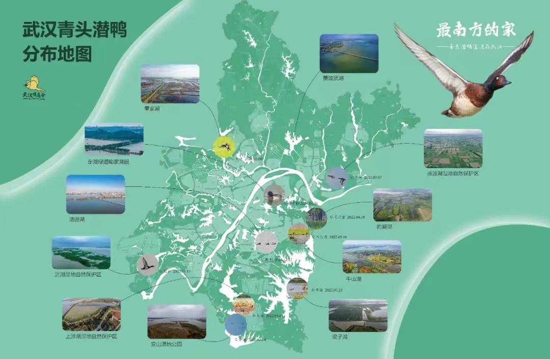 分布图.jpeg